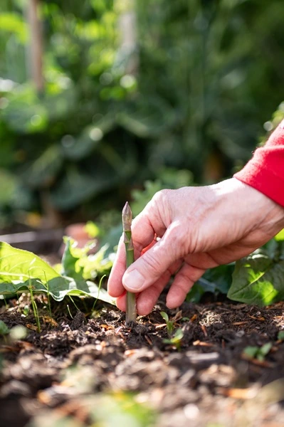 A propos de Vero jardin potager